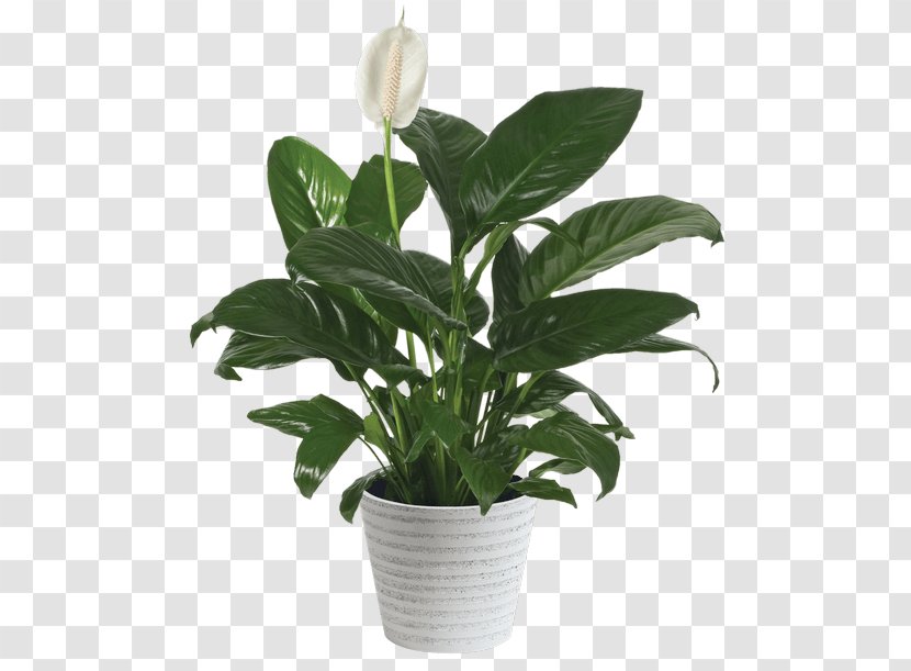 Peace Lily Flowerpot Houseplant Cut Flowers - Plant Stem Transparent PNG