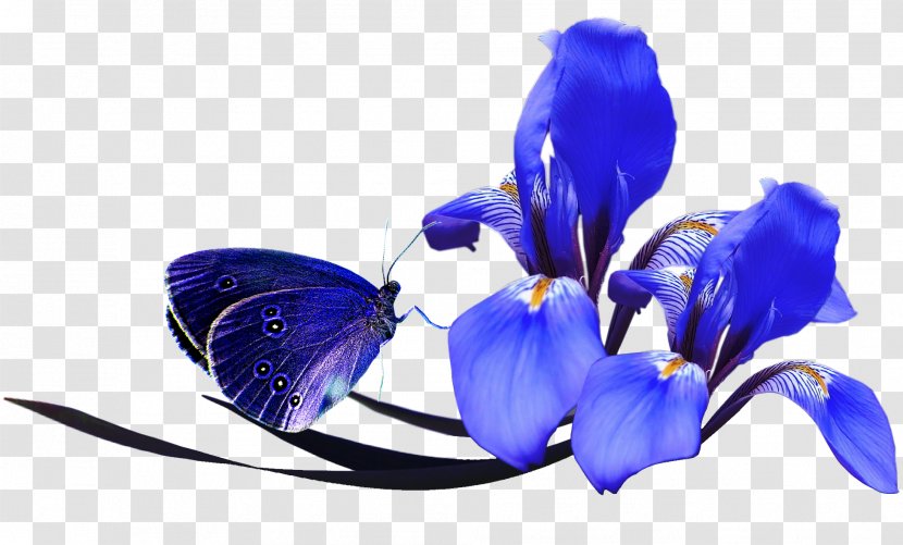 Flower Poppy Color Clip Art - Moths And Butterflies - Navy Blue Flowers Butterfly Transparent PNG