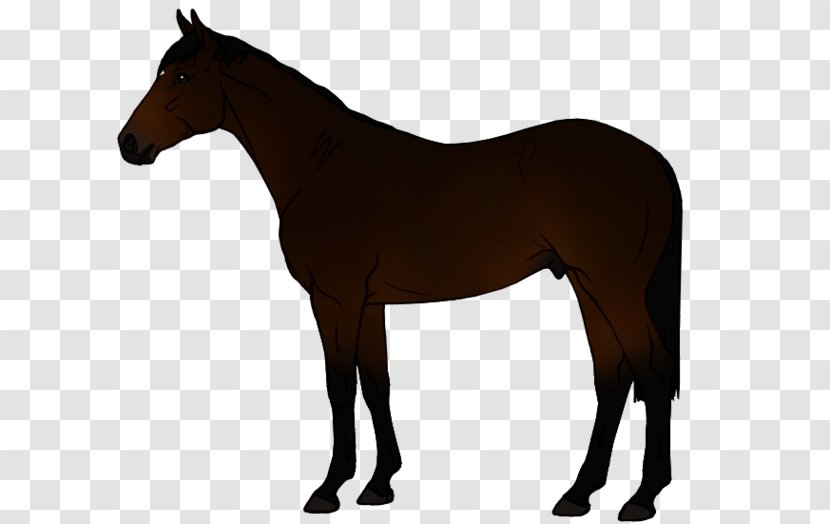 Mustang Stallion Mare Foal Colt Transparent PNG