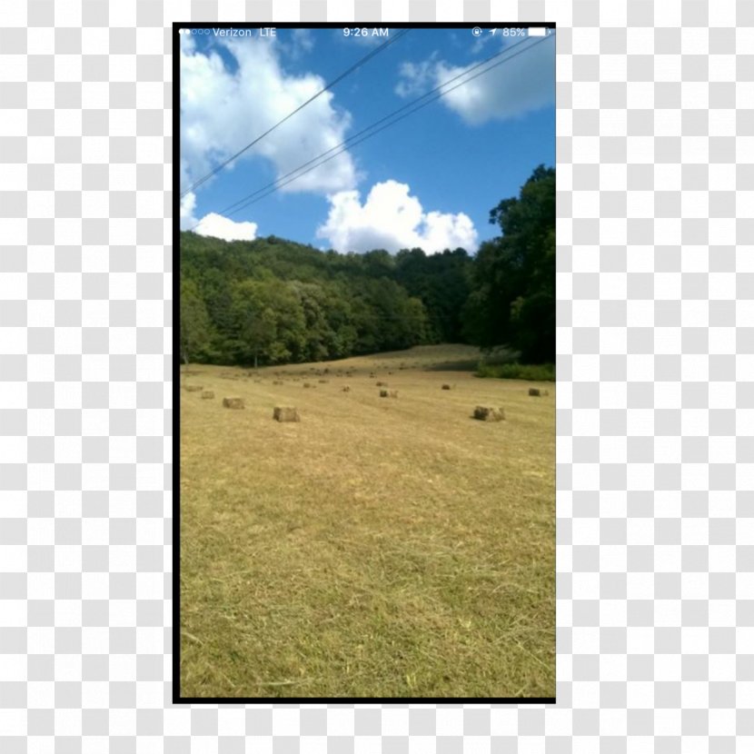 Biome Grassland Steppe Land Lot Ranch - Sky Plc - Grass Transparent PNG