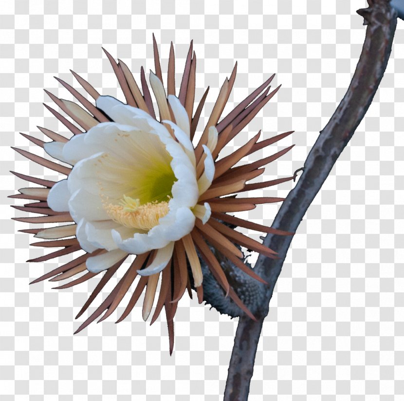 Cactaceae Selenicereus Grandiflorus Festa Del Cactus Succulent Plant - Flower Transparent PNG