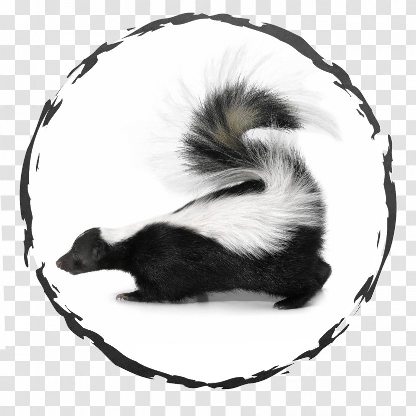 Spraying Skunks Dog Pet Striped Skunk - Tail Transparent PNG