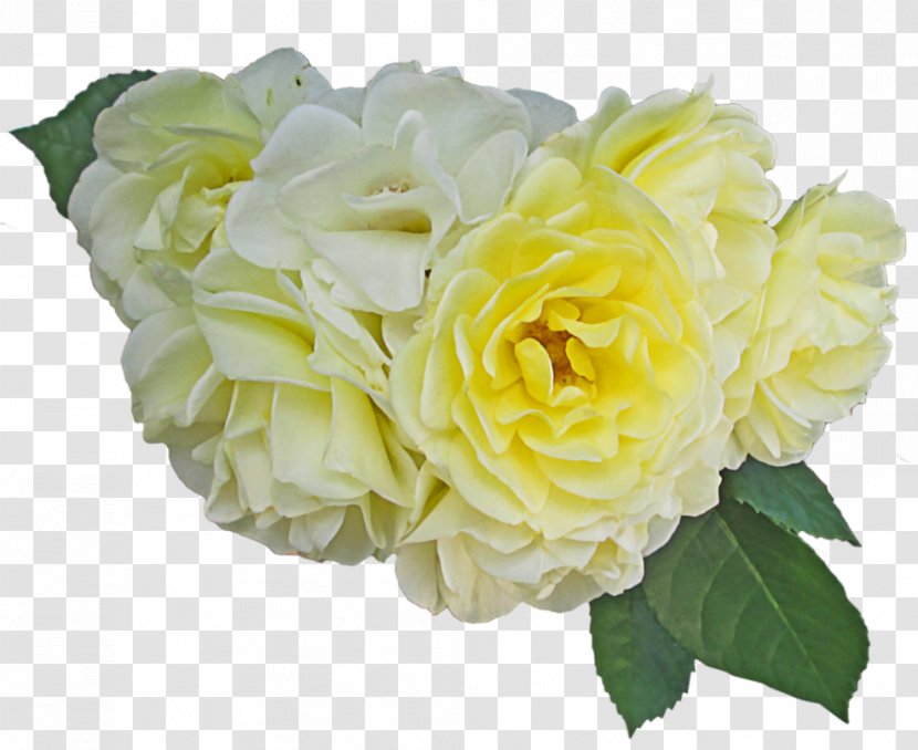 Centifolia Roses Garden Cut Flowers Floral Design - Yellow Rose Transparent PNG
