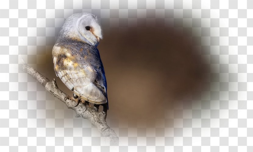 Owl Fauna Beak - Organism Transparent PNG