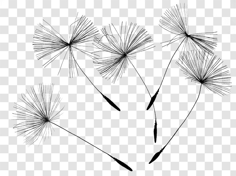 Common Dandelion Drawing Canvas Print - Seeds Transparent PNG