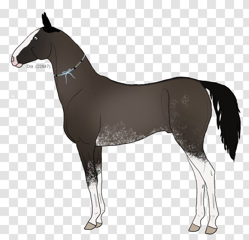 Mustang Stallion Foal Colt Mare - Pack Animal Transparent PNG