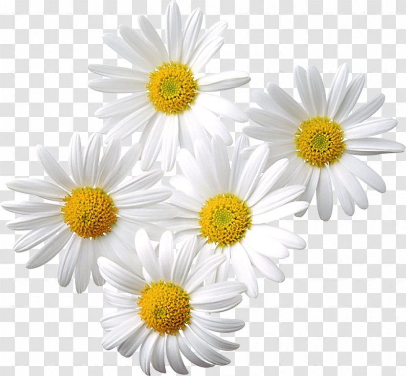 Common Daisy Chamomile Clip Art - Flower - Picture Of Daisies Transparent PNG