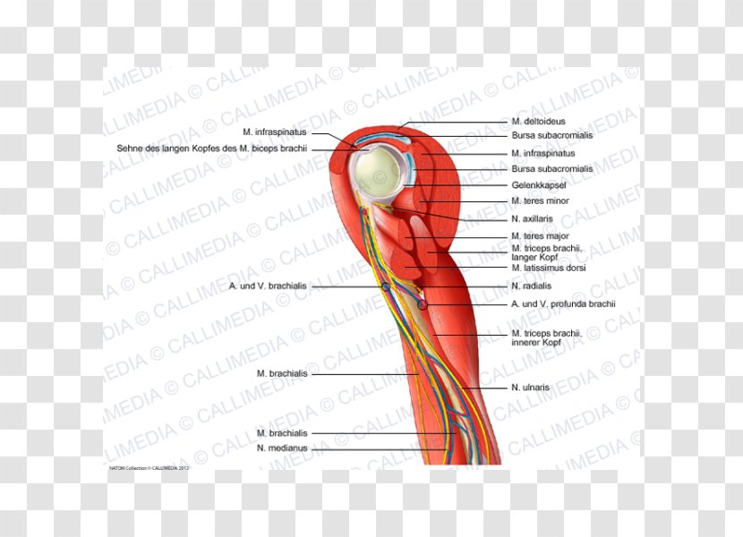 Thumb Shoulder Muscle Nerve Blood Vessel - Frame - Arm Transparent PNG