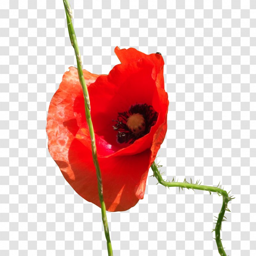 Common Poppy DeviantArt Flower - Deviantart - Poppies Transparent PNG