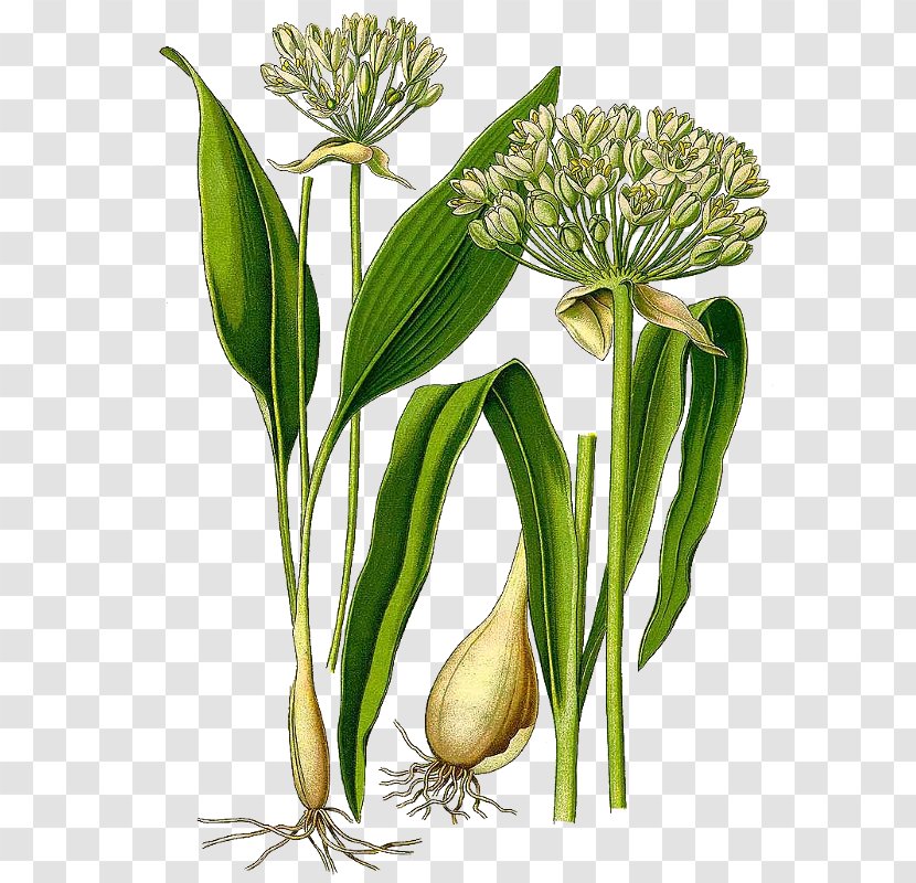 Pesto Ramsons Perennial Plant Garlic - Substance Transparent PNG