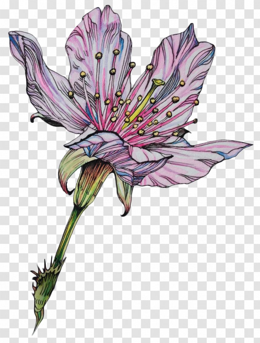 Flower Drawing Art Botanical Illustration - Flora - Hand Painted Flowers Transparent PNG