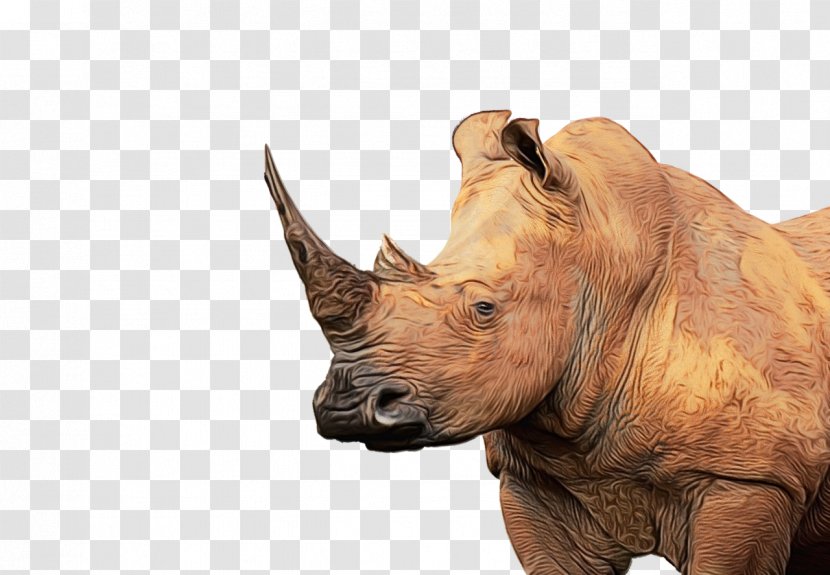Indian Elephant - Sumatran Rhinoceros - Animal Figure Transparent PNG