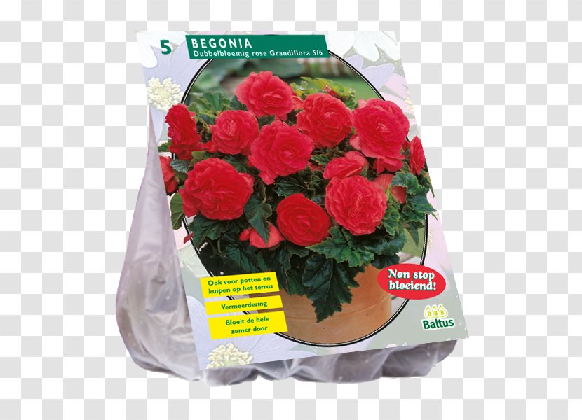 Garden Roses Autumn Crocus Bulb Guernsey Lily Blue - Begonia Transparent PNG