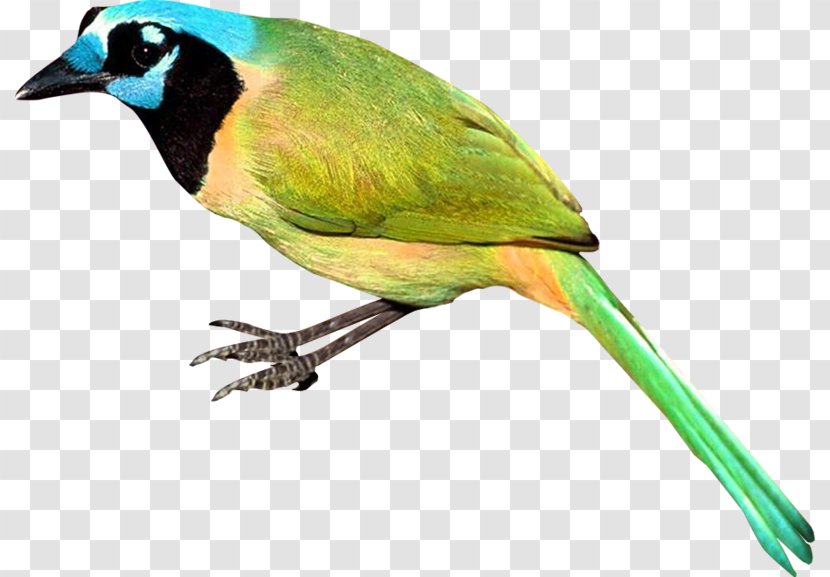 Beak Feather Wing Fauna - Organism - Blue Ear Vertebral Conure Transparent PNG