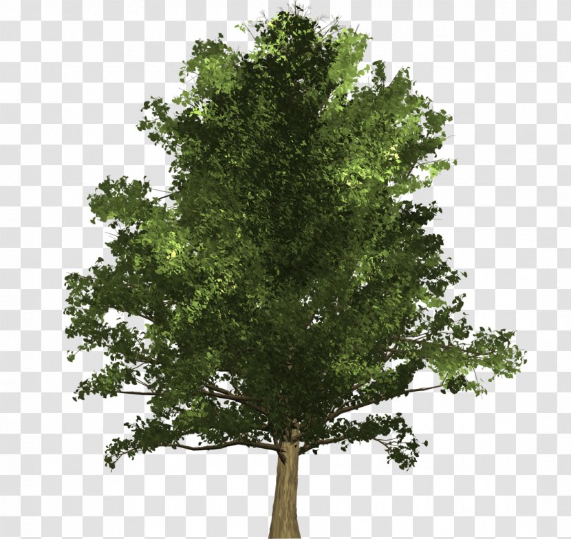 Tree Ginkgo Biloba Oak Schinus Molle Woody Plant - Wood Transparent PNG