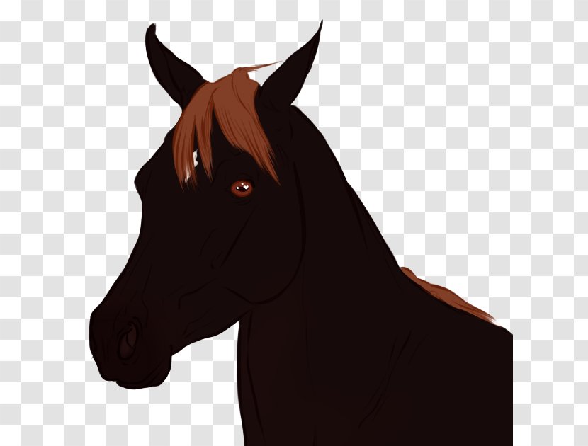 Mane Mustang Foal Stallion Colt - Halter Transparent PNG