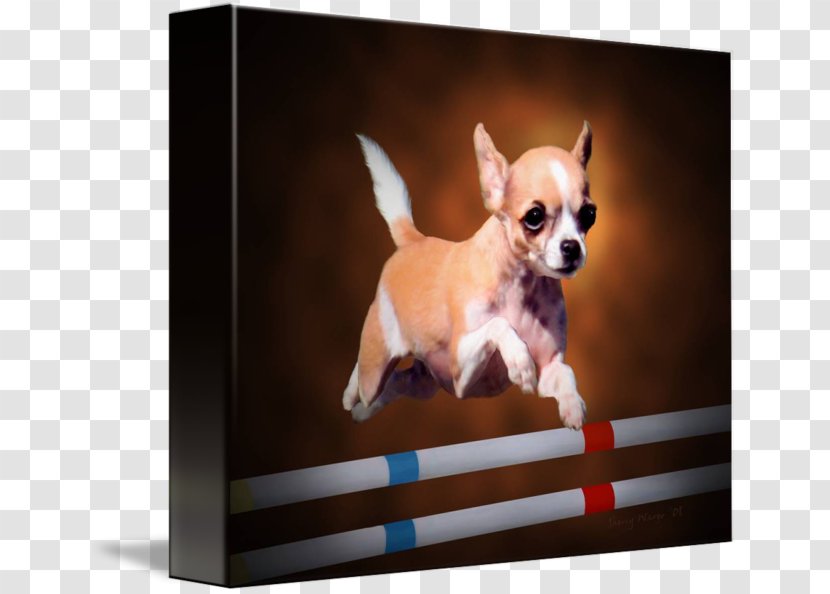 Chihuahua Puppy Dog Breed Companion Toy - Mammal - In Kind Transparent PNG