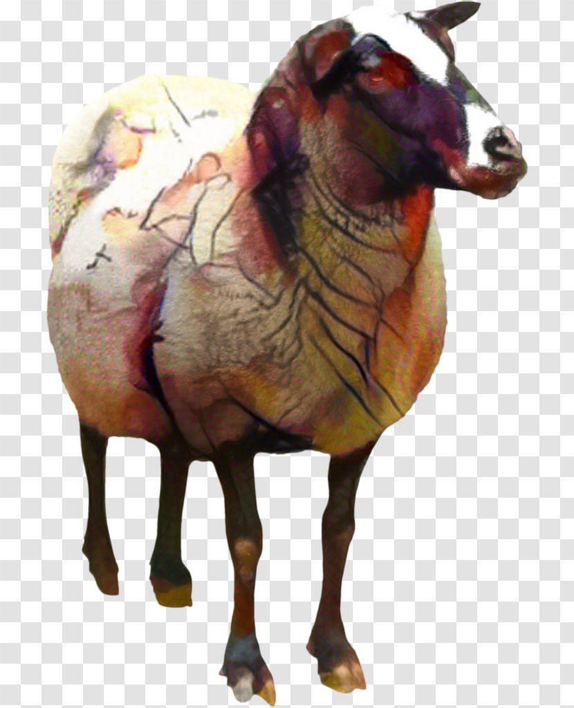 Pelibuey Sheep Clip Art Goat Desktop Wallpaper - Photography - Animal Figure Transparent PNG