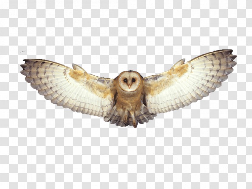 Barn Owl Desktop Wallpaper - Bird Transparent PNG