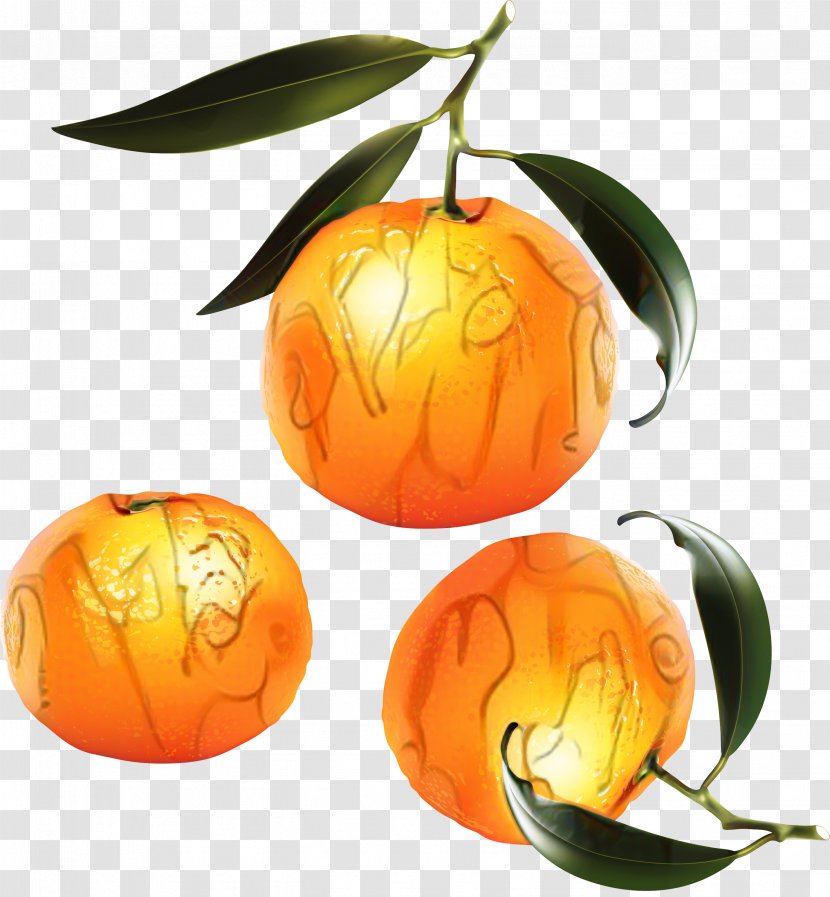 Winter Tree - Lantern - Vegetarian Food Transparent PNG