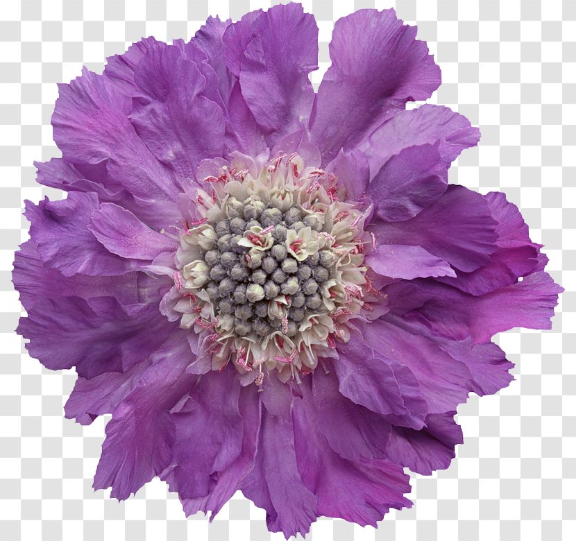 Flower Purple Violet Transparent PNG