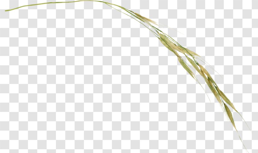 Grasses Twig Plant Stem Cereal Grain - Food - Commodity Transparent PNG