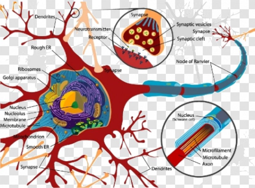 Neuron Cell Soma Nerve Nervous System - Frame - Frog Transparent PNG
