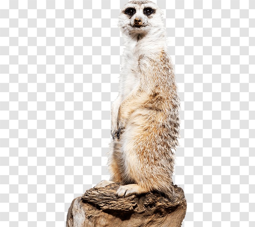 Meerkat National Zoological Park Zoo & Aquarium Giraffe - Wildlife - Encounter Transparent PNG