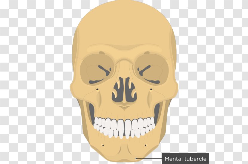Vomer Nasal Bone Concha Lacrimal - Sphenoid - Skull Transparent PNG