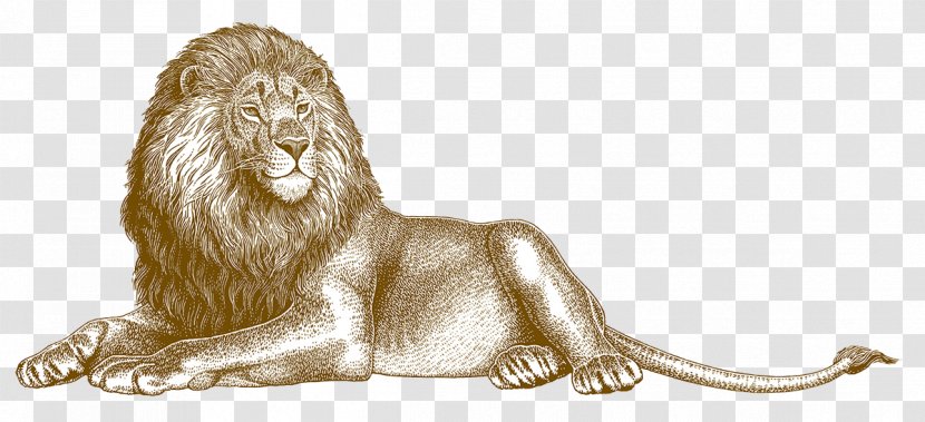 Lion Illustration - Big Cat Transparent PNG