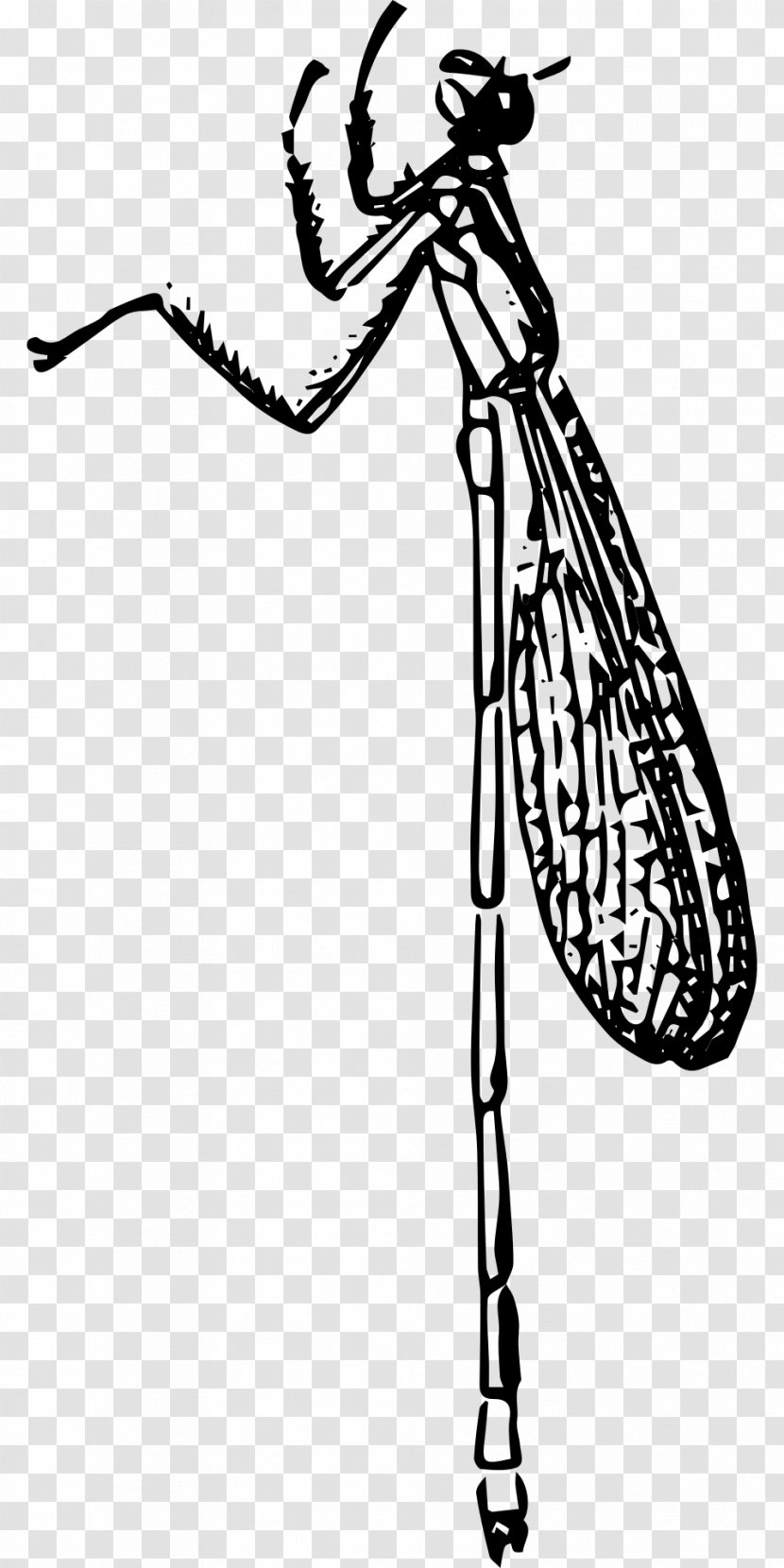 Large Red Damselfly Beetle Clip Art - Monochrome Transparent PNG