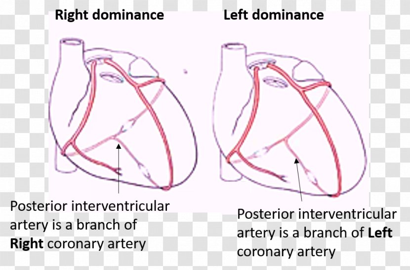 Drawing Heart Blood Artery Coronary Circulation Transparent PNG