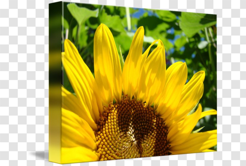 Art Zazzle Sunflower Seed Secretary - Daisy Family - Watercolor Transparent PNG