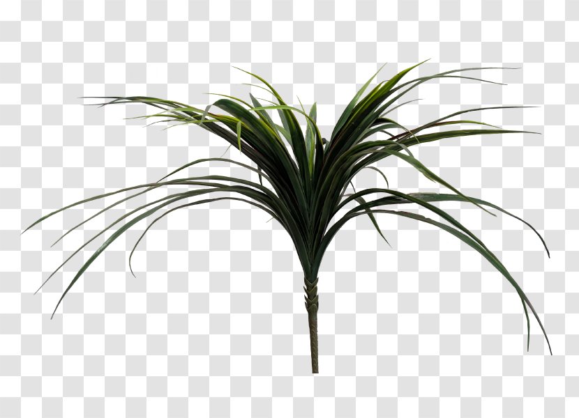 Arecaceae Grasses Plant Stem Leaf Tree Transparent PNG