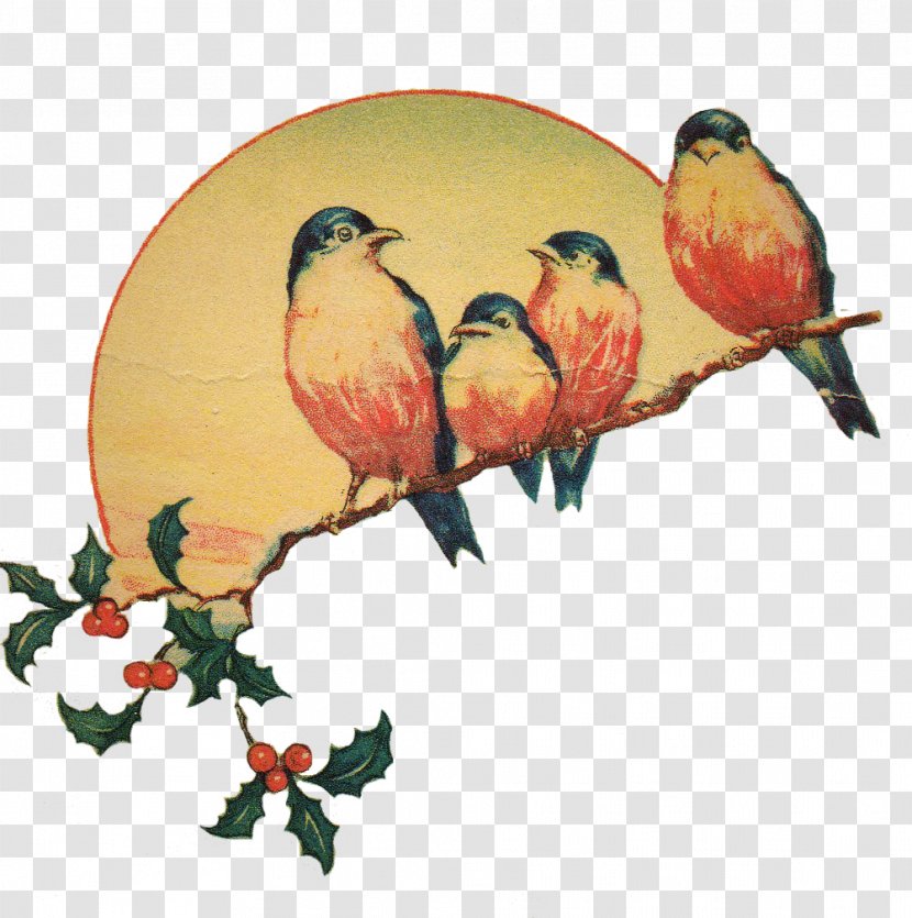 Lovebird - Beak - Parrot Transparent PNG