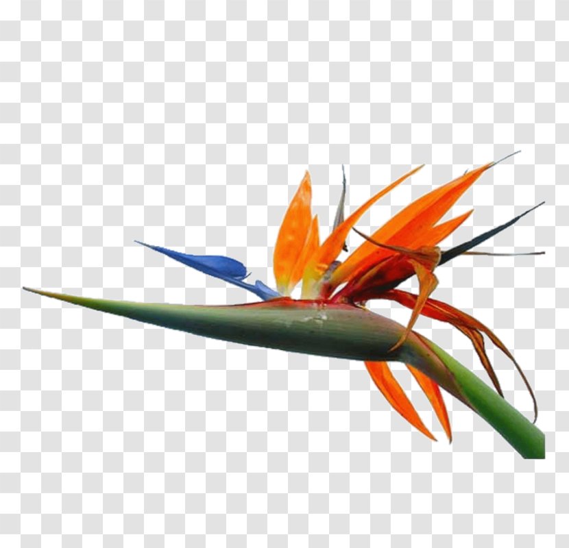 Les Arcs Macaw Orange S.A. Plant Stem Feather - Oiseau Transparent PNG