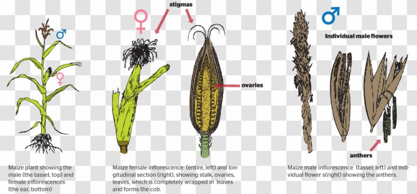 Grasses Plant Reproduction Asexual - Hybrid Seed - Bred Pit Transparent PNG
