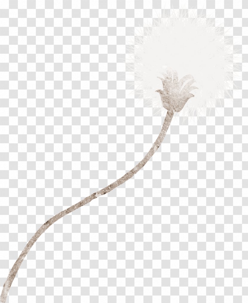 Common Dandelion Cartoon Illustration - Drawing - Hand-painted Transparent PNG