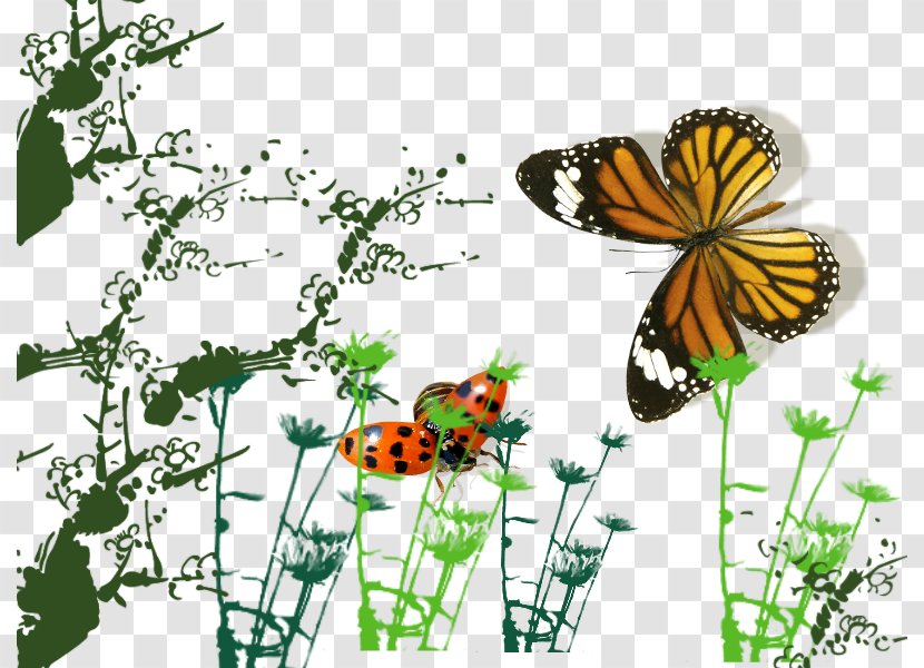 Monarch Butterfly Ladybird - Flowering Plant - Ladybug And Transparent PNG