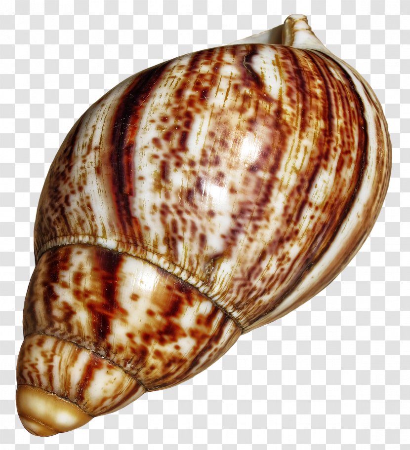 Giant African Snail Gastropods Escargot Achatina - Cockle Transparent PNG