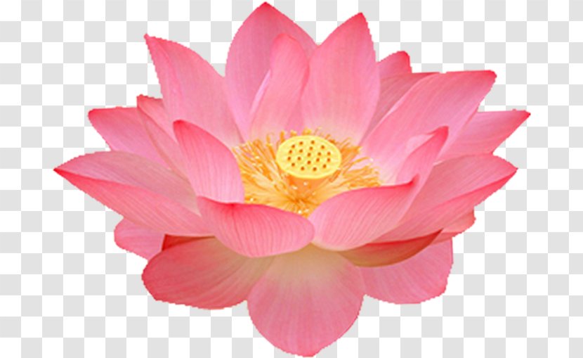 Flower Nelumbo Nucifera 1080p WUXGA - Color - Lotus Transparent PNG