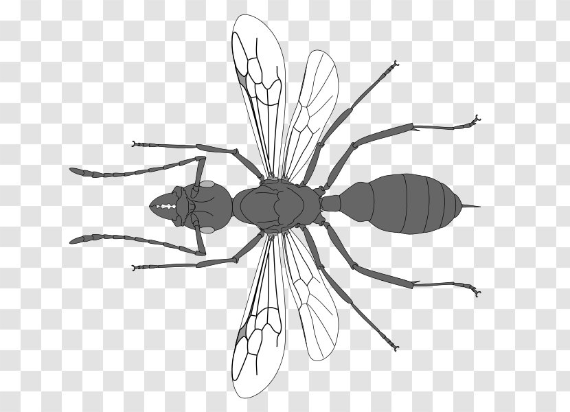 Insect Line Art Pollinator Clip - Arthropod Transparent PNG