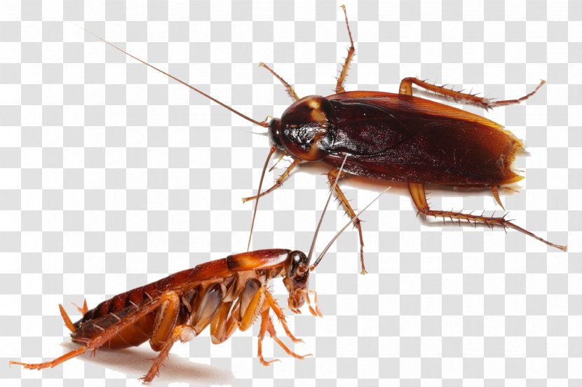 Dead Man's Trip Cockroach Amazon.com Pest Control - Insect Transparent PNG