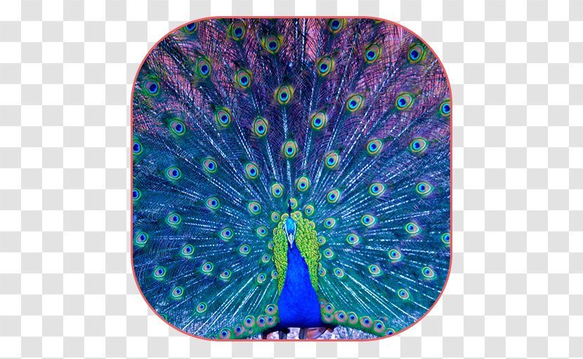 Bird Peafowl Feather How To Draw Colorful Peacocks Transparent PNG