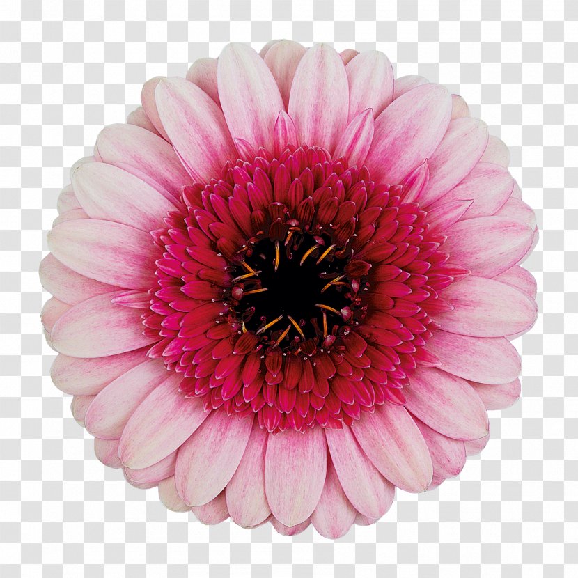 Transvaal Daisy Cut Flowers Pink Color - Flower Transparent PNG
