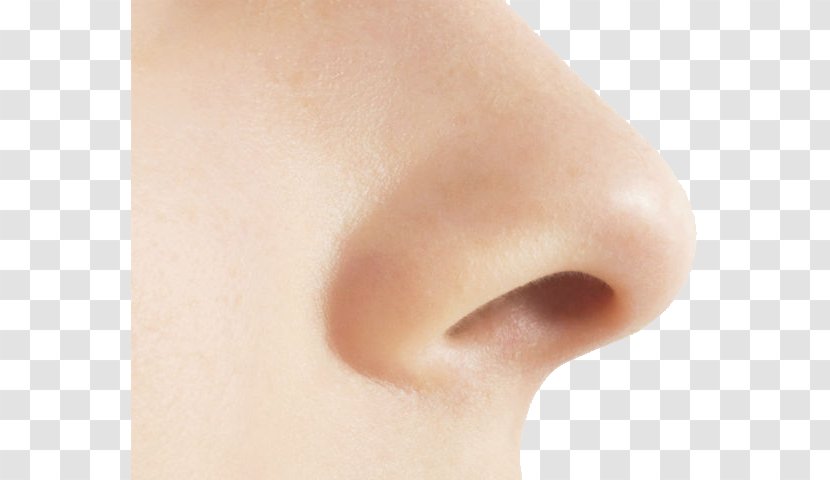 Human Nose Olfaction - Heart - Pic Transparent PNG