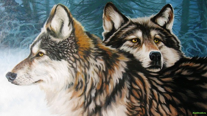 Dog Arctic Wolf Painting Drawing Wallpaper - Saarloos Wolfdog Transparent PNG