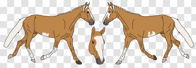 Mule Foal Stallion Mare Colt - Horse - Alfalfa Background Transparent PNG