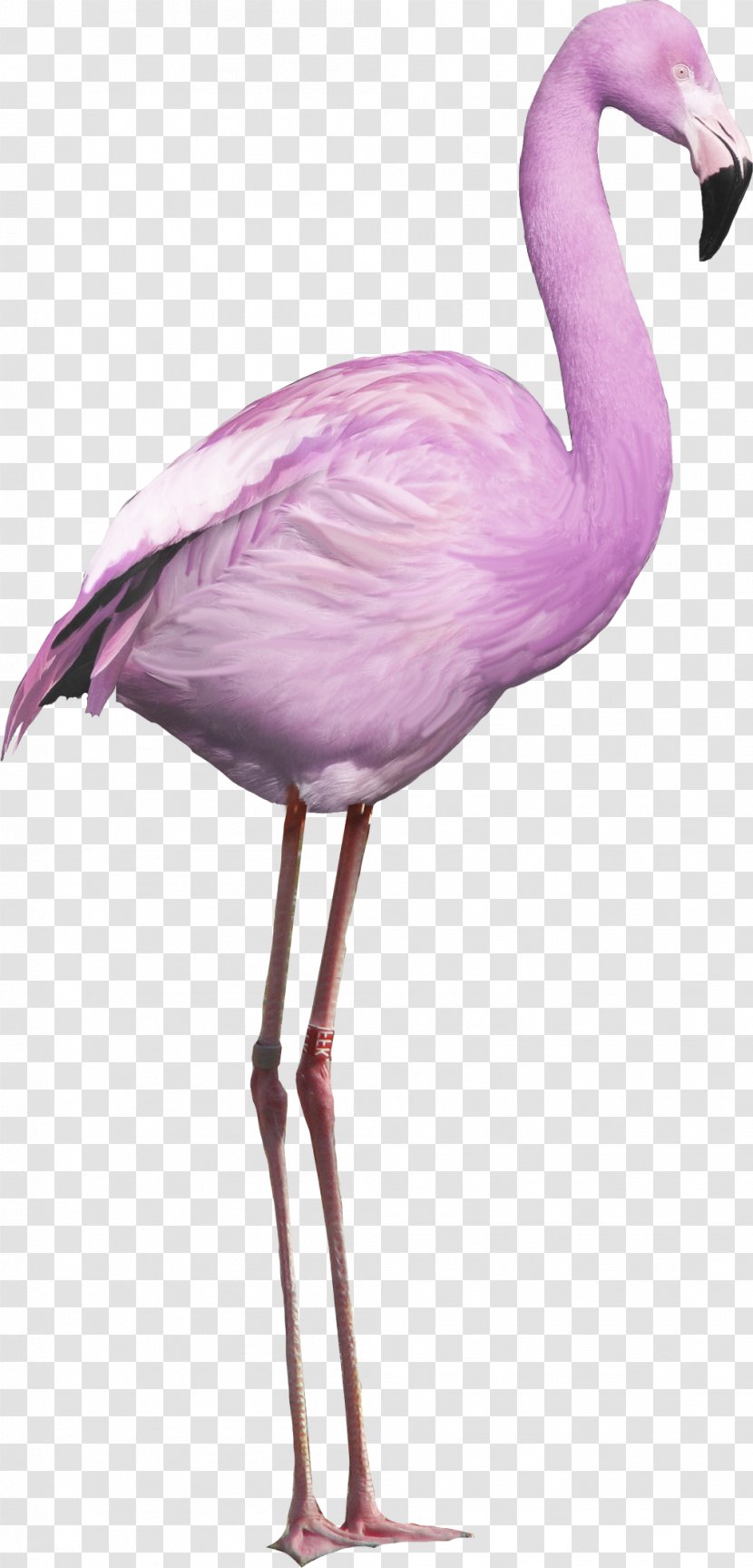 Flamingos - Bird Transparent PNG