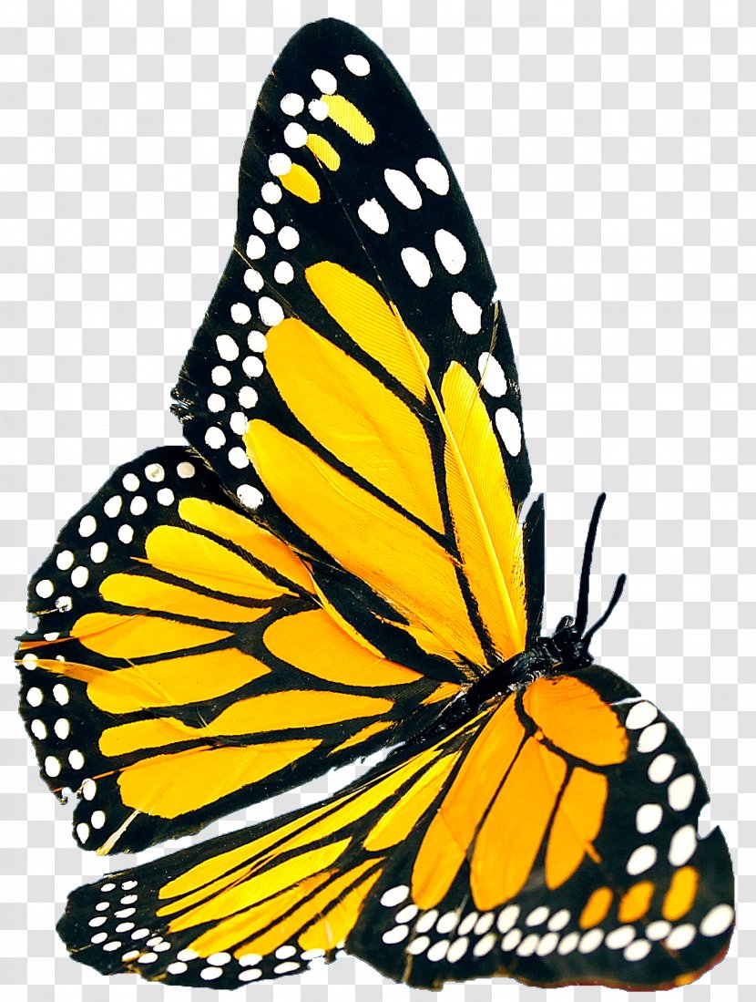 Monarch Butterfly Basque Harrera Elkartea Pieridae Voluntary Association - Arthropod - Santutxu Txirrindulari Transparent PNG